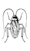 Dictyoptera