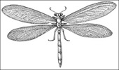 Neuroptera