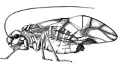Psocoptera