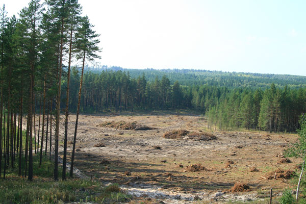 Многие сосновые леса вырубаются