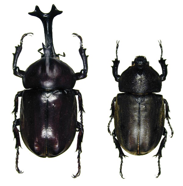 http://coleop123.narod.ru/coleoptera/Scarabaeidae/Allomyrina_dichotomus_big.jpg