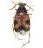 Bruchidae