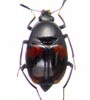 Scaphidiidae