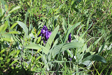 Iris pumil