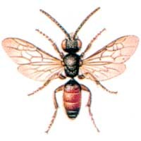 Halictidae