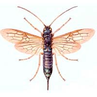 Siricidae