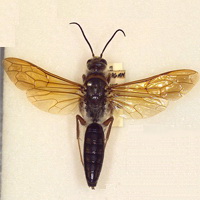 Tiphiidae