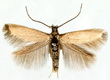 Coleophoridae
