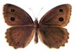 Satyridae