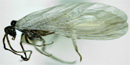 Coniopterygidae