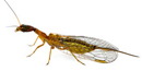 Raphidiidae