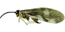 Sisyridae