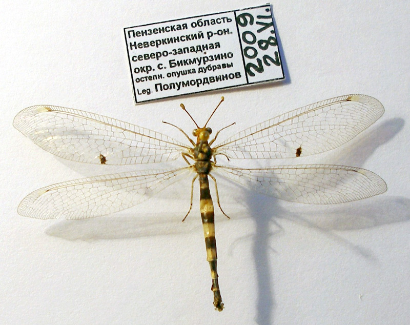 Megistopus flavicornis