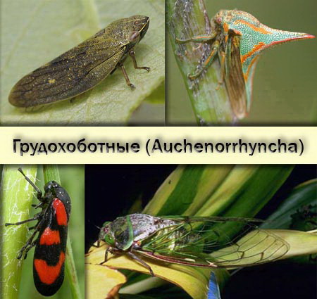 Auchenorrhyncha